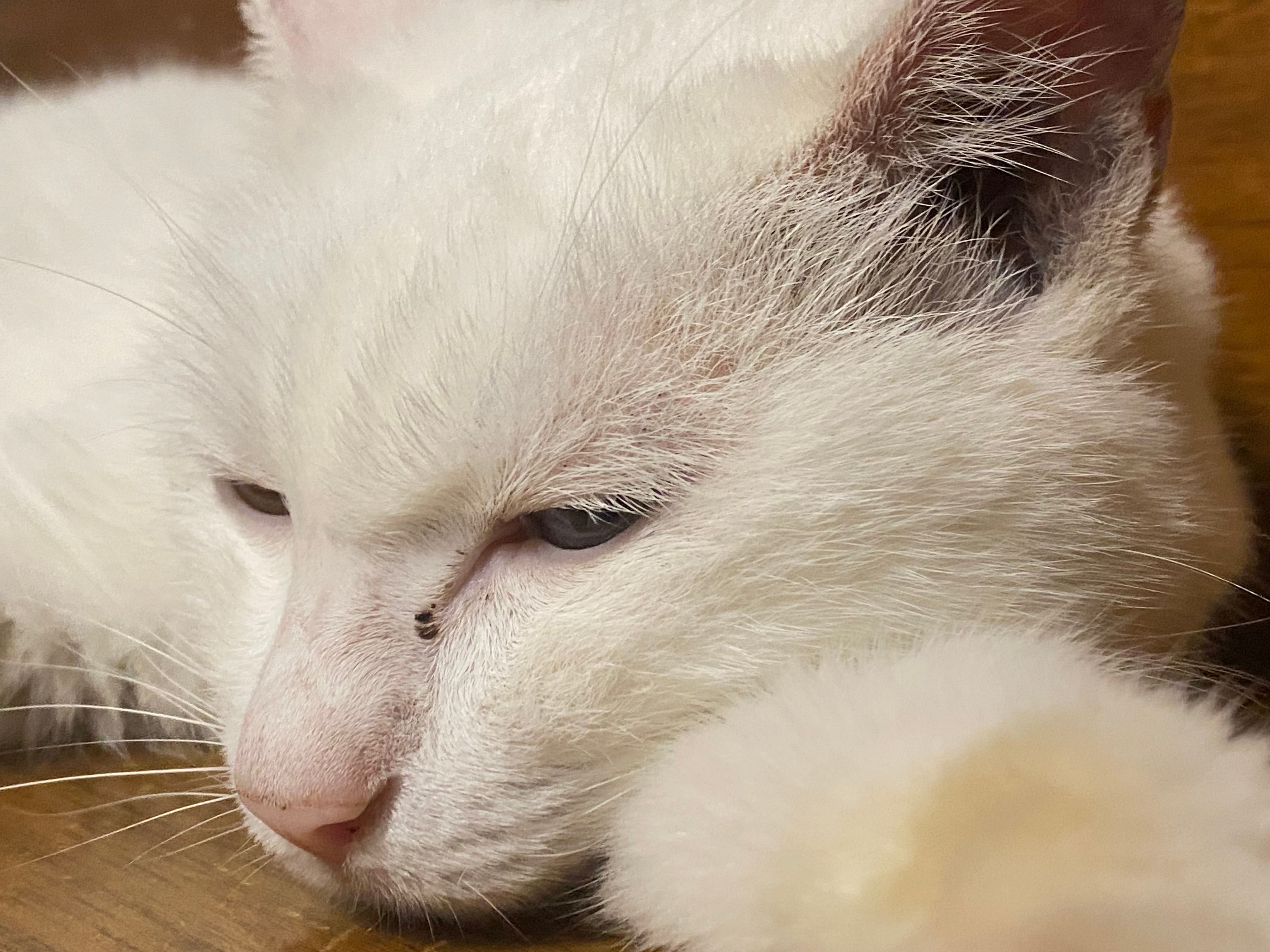 Extreme close-up of a white cat's face in profile, eyes half-closed, whiskers fanned outward, with softly blurred fur in the foreground and a warm, wood-toned background out of focus behind it.