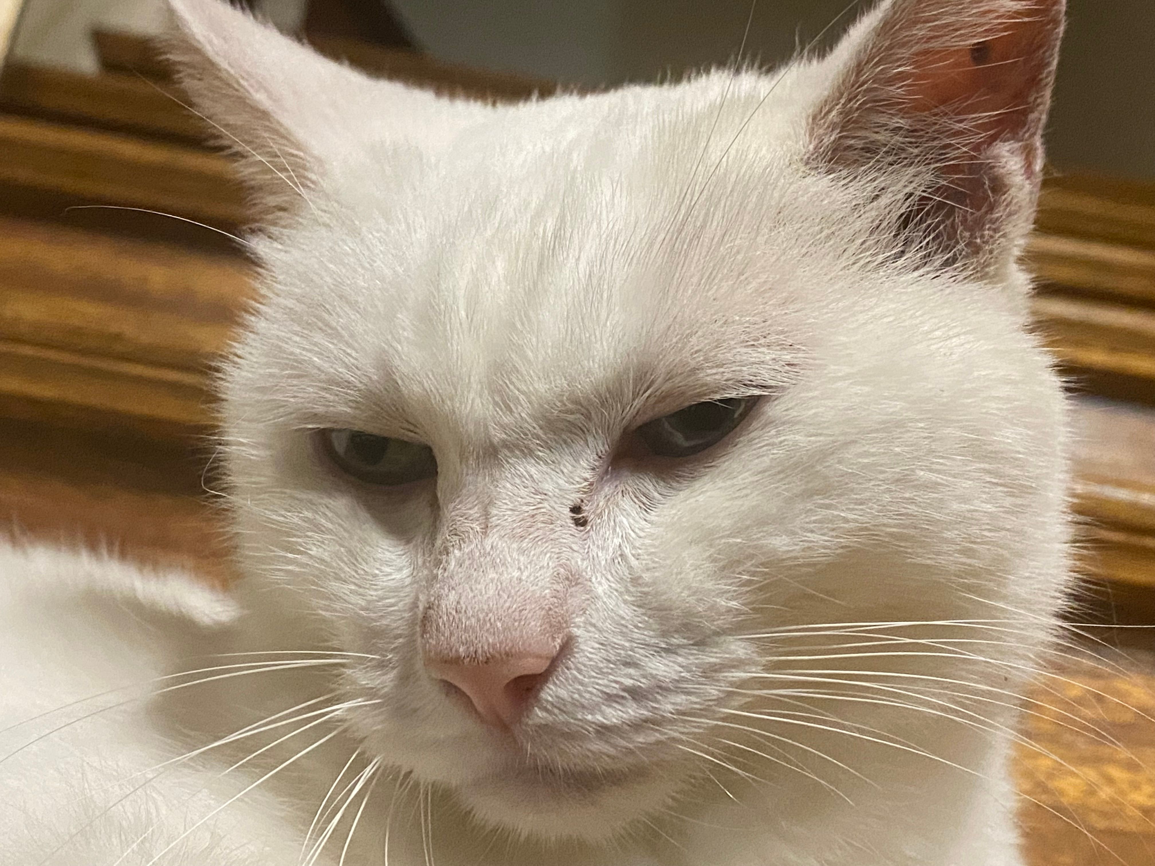 Extreme close-up of a white cat's face with half-closed eyes looking downward, a pink nose, and long whiskers, set against a softly blurred warm-toned wooden background.