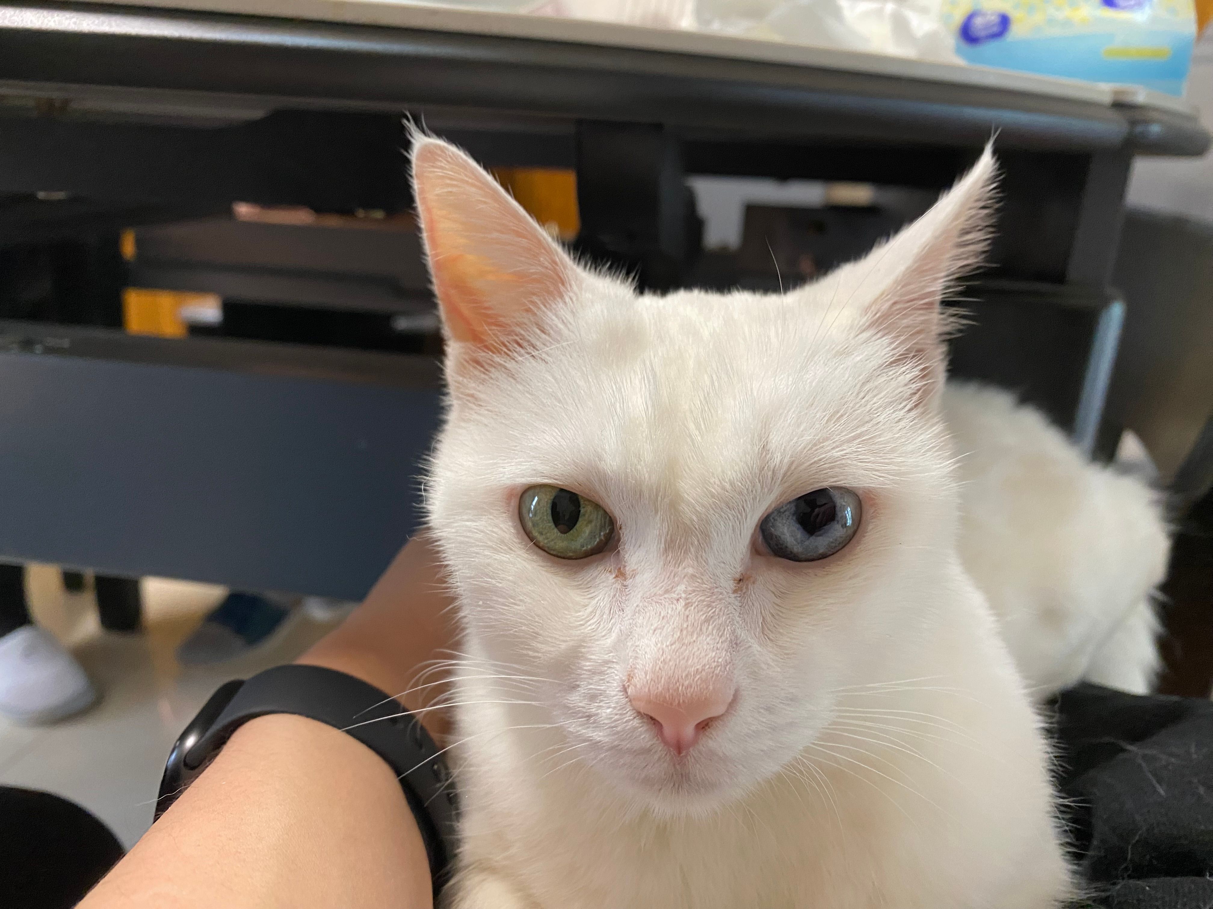 A close-up portrait of a white cat with heterochromia (one green eye, one blue eye) looking toward the camera, with a person's forearm and wristwatch in the foreground and a second cat blurred in the background near a dark shelf.