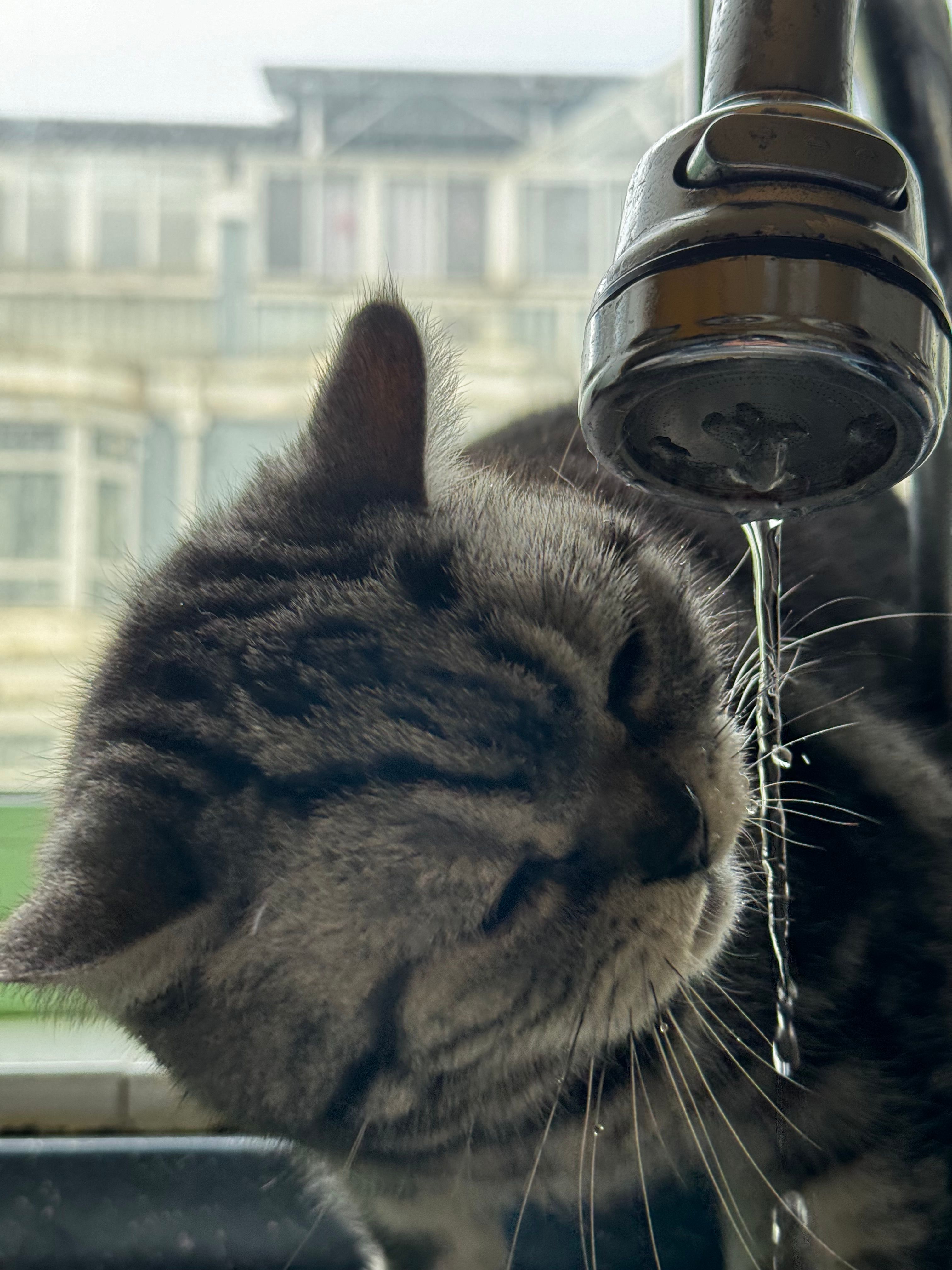 A close-up, low-angle photograph of a gray tabby cat drinking from a thin stream of water flowing out of a metal faucet, its backlit whiskers catching the light against a blurred building in the background.