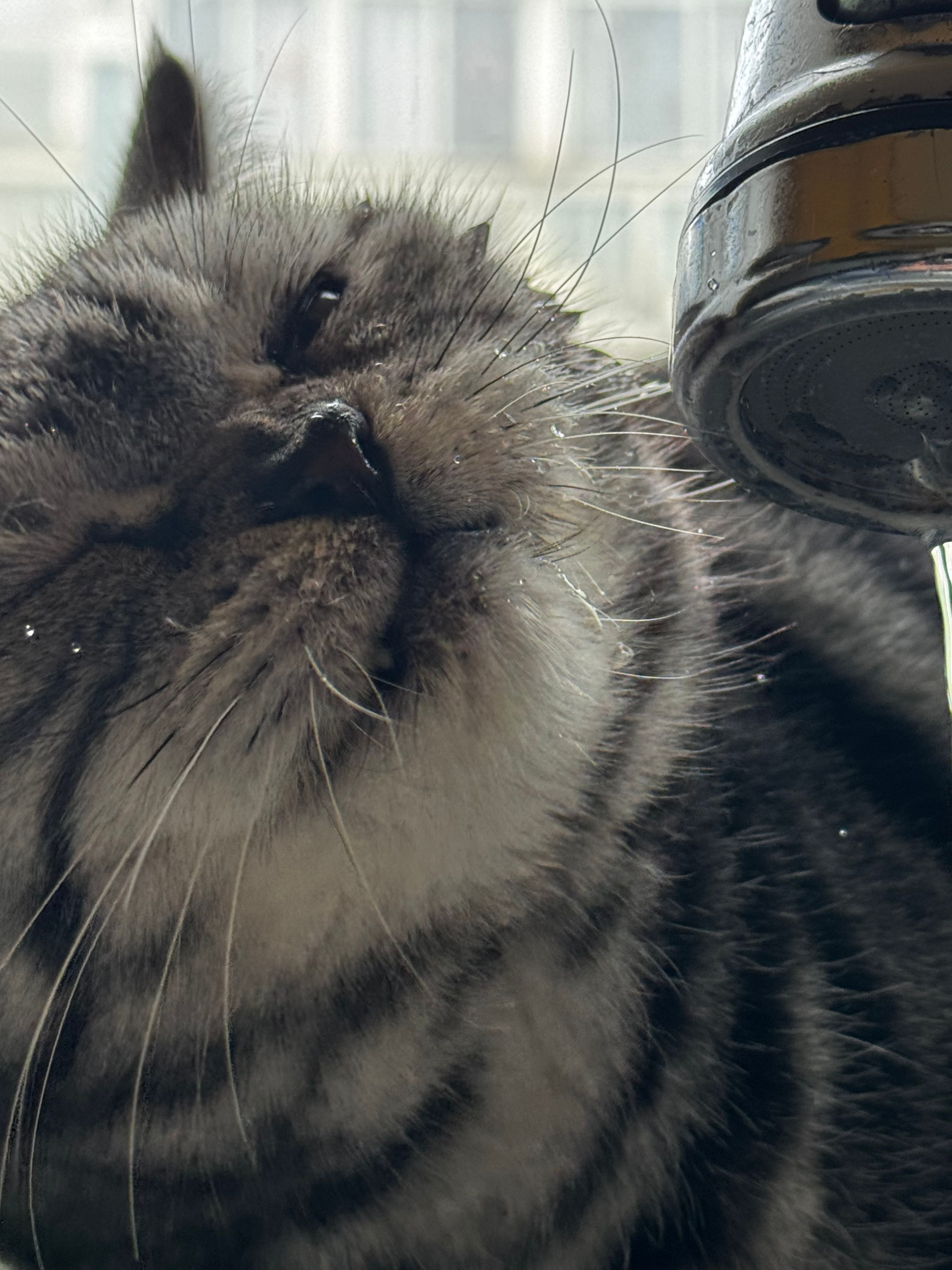 Extreme close-up of a gray tabby cat's face tilted upward with eyes squinted, water dripping from a chrome showerhead above onto its wet whiskers and fur, with a bright window blurred in the background.