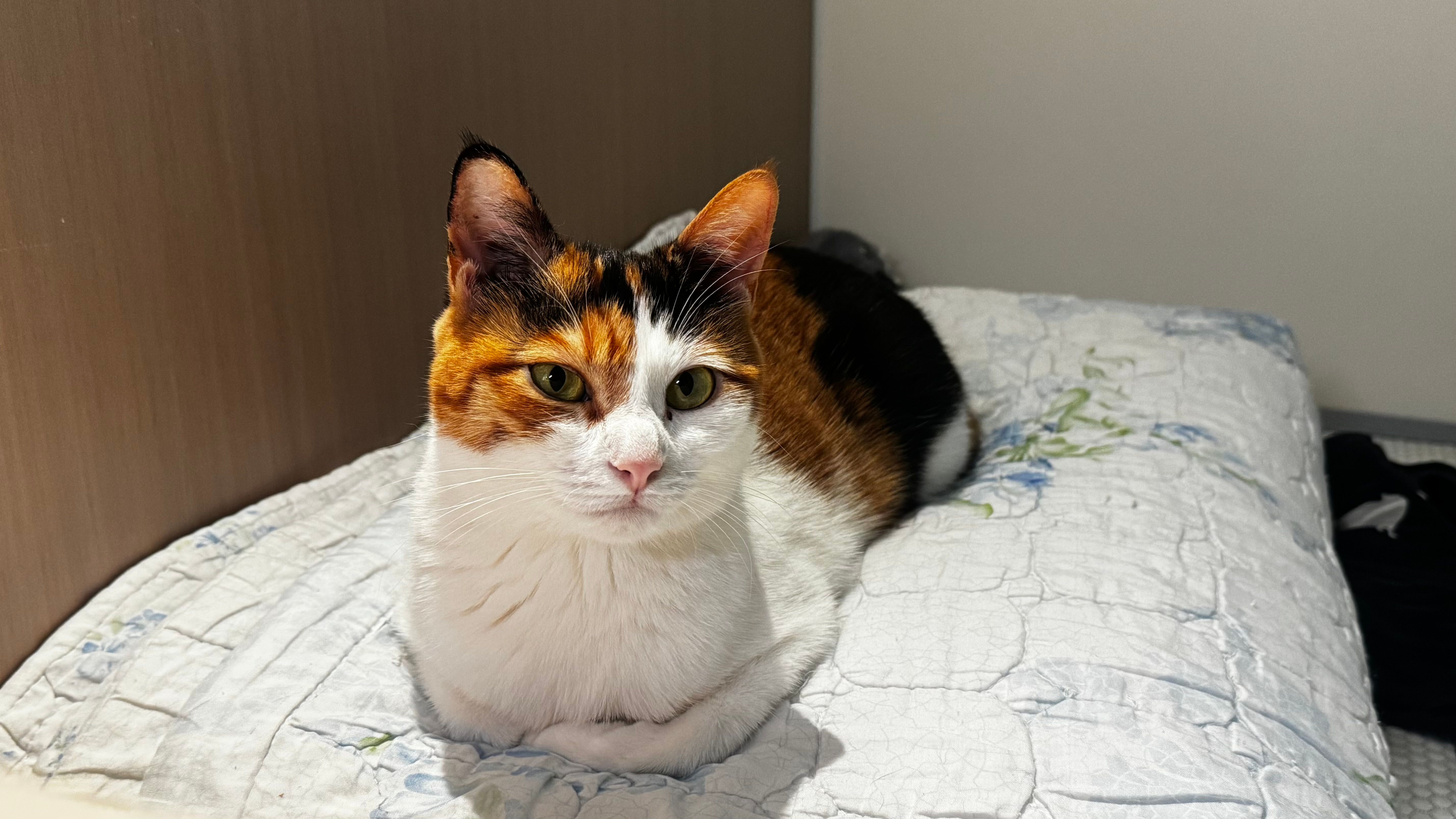 A calico cat sits in a loaf position on a white quilted blanket, looking directly at the camera, with a wood-paneled wall to the left and a plain wall behind.