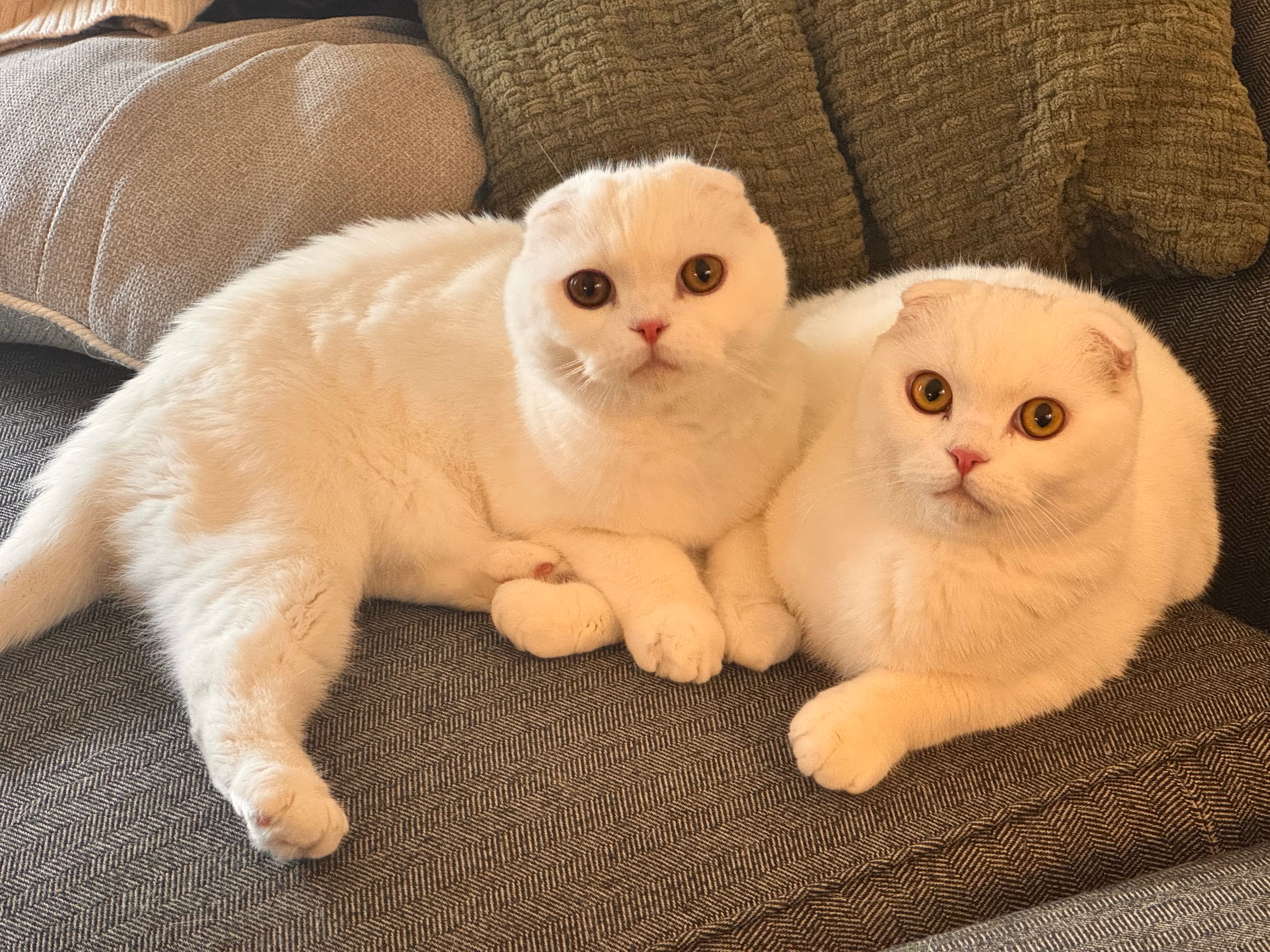 Two white cats with folded ears and round amber eyes lie side by side on a textured gray sofa, front paws touching, looking directly at the camera, with beige and olive-green cushions behind them.